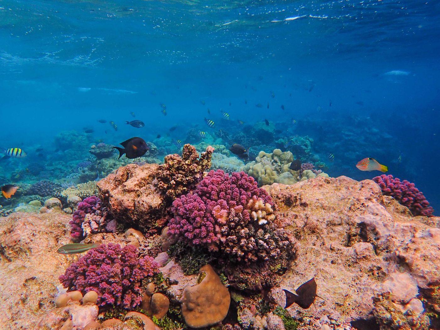 A school of fish moving over a coral reef in clear blue water