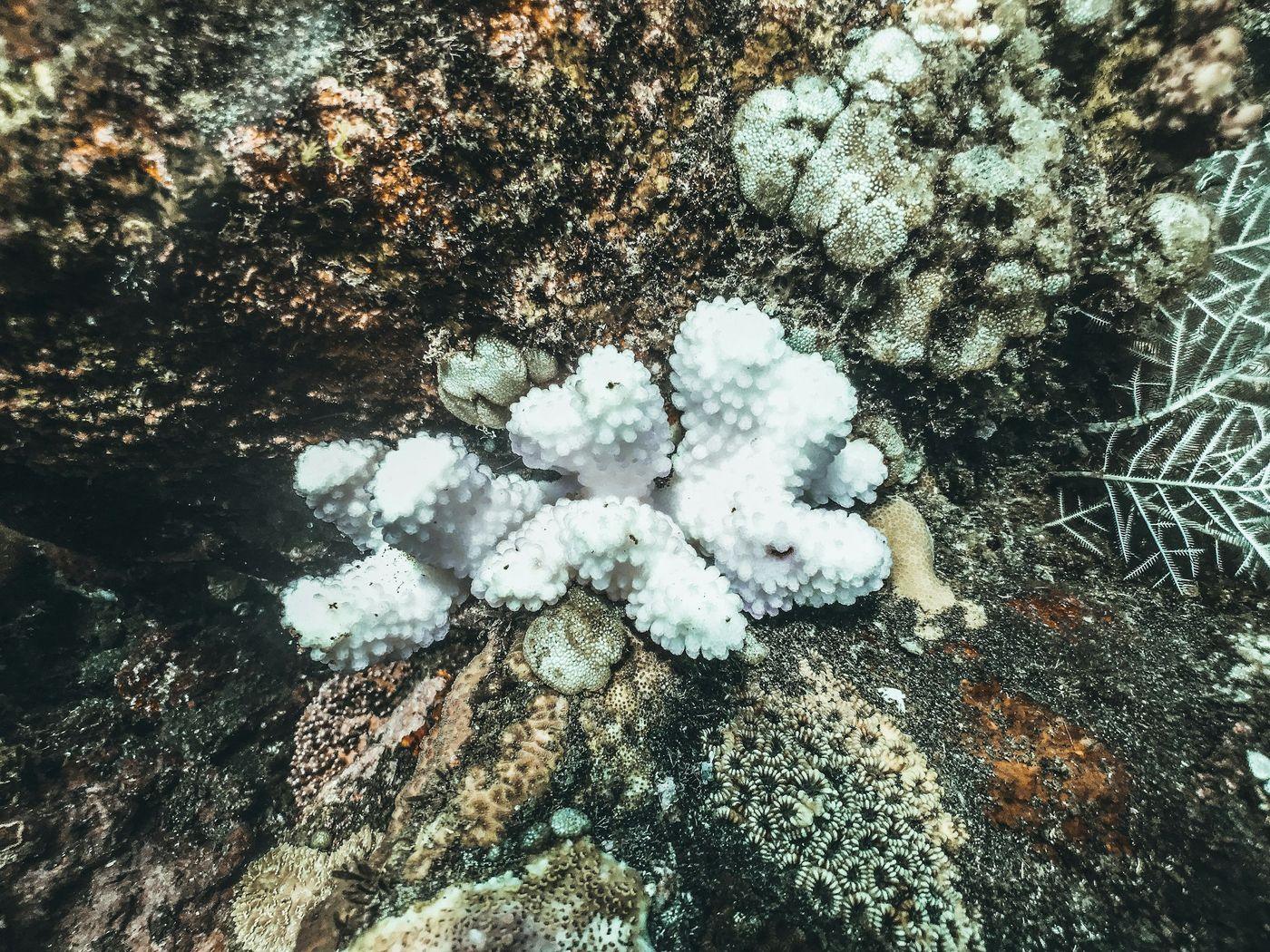A cluster of white bleached coral growing among darker, healthy colonies